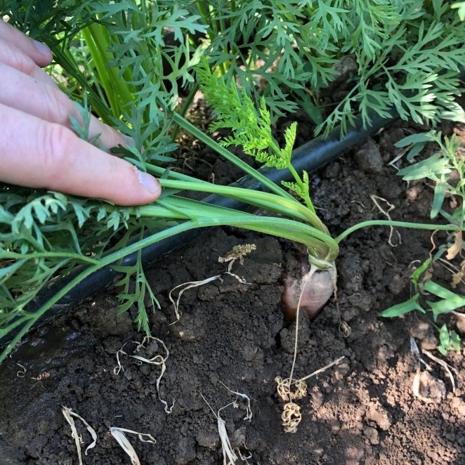 Pipelife-flat-drip-line-carrots-Russia