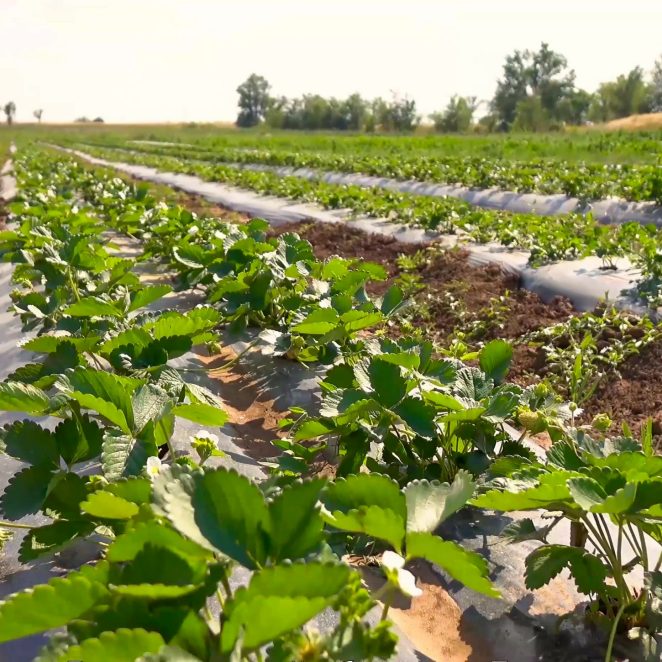 Pipelife-flat-drip-field-strawberry-mulching-Russia