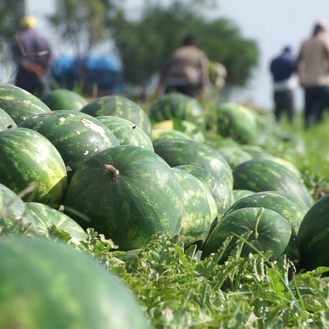 Harvest, Adana, Turkey