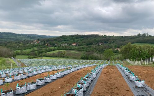 Complete-Solution-for-Blueberry-Irrigation